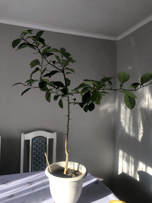 Мандариновое дерево 4 года примерно