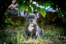 Vand Bulldog francez