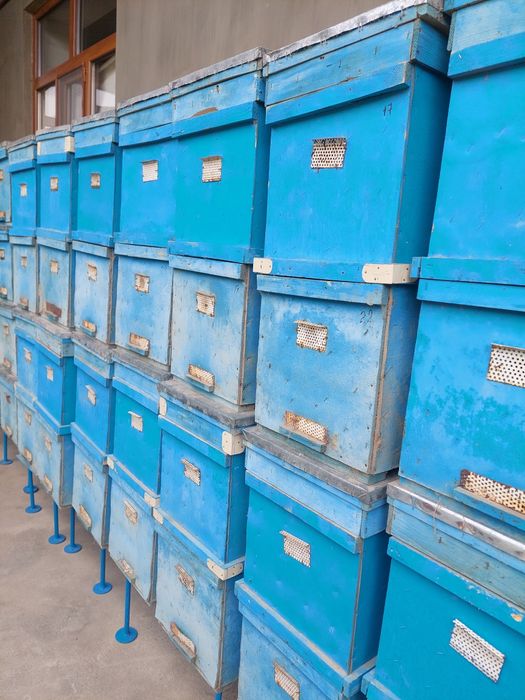 Асал ари кутилари сотилади. 2 копусли (7+7) 14 рамкали. Холати яхши.