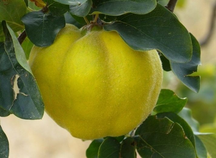 Pomi Fructiferi Străvechi Glia Strămoșească (Soiuri De Gutui )