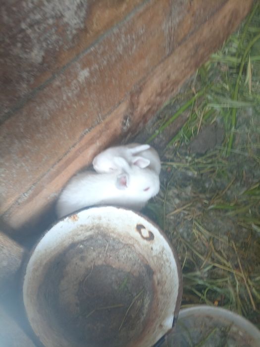 Vând iepuri rasa uriaș de transilvania