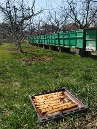 Vand 30 familii de albine cu/fara lada