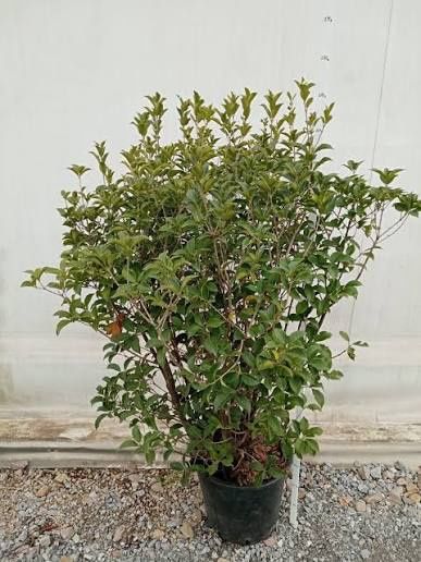 Osmanthus La Ghiveci