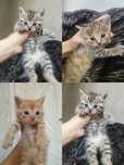 Скотиш страйт нора