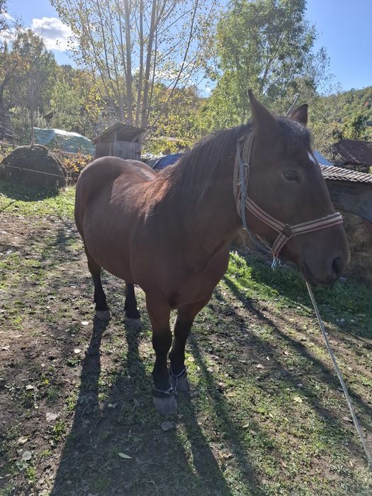 Vand iapa de 9 ani cu acte in regula
