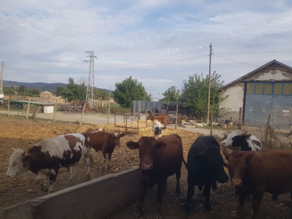 Продавам телета живо тегло