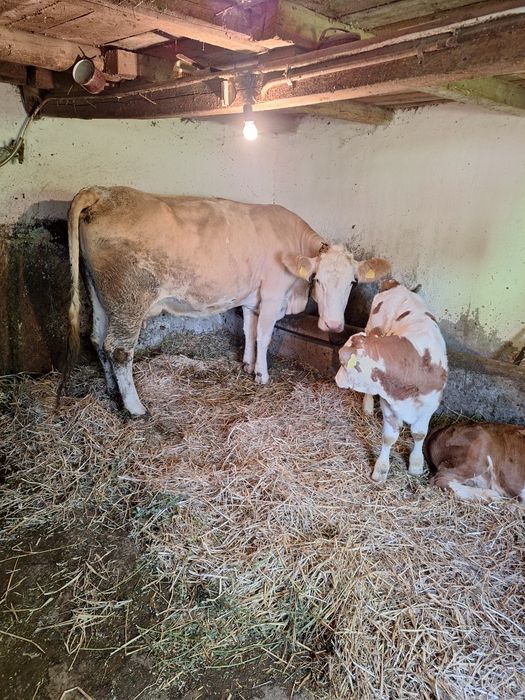 Vând vaca a doua fătare