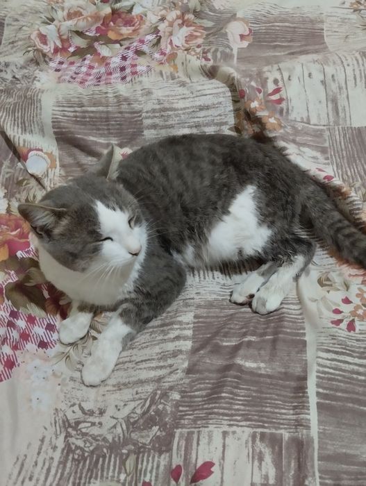 Zotdor kulrang mushuk