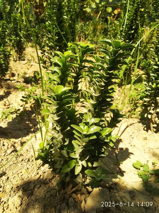 Shamshotlar Sotiladi