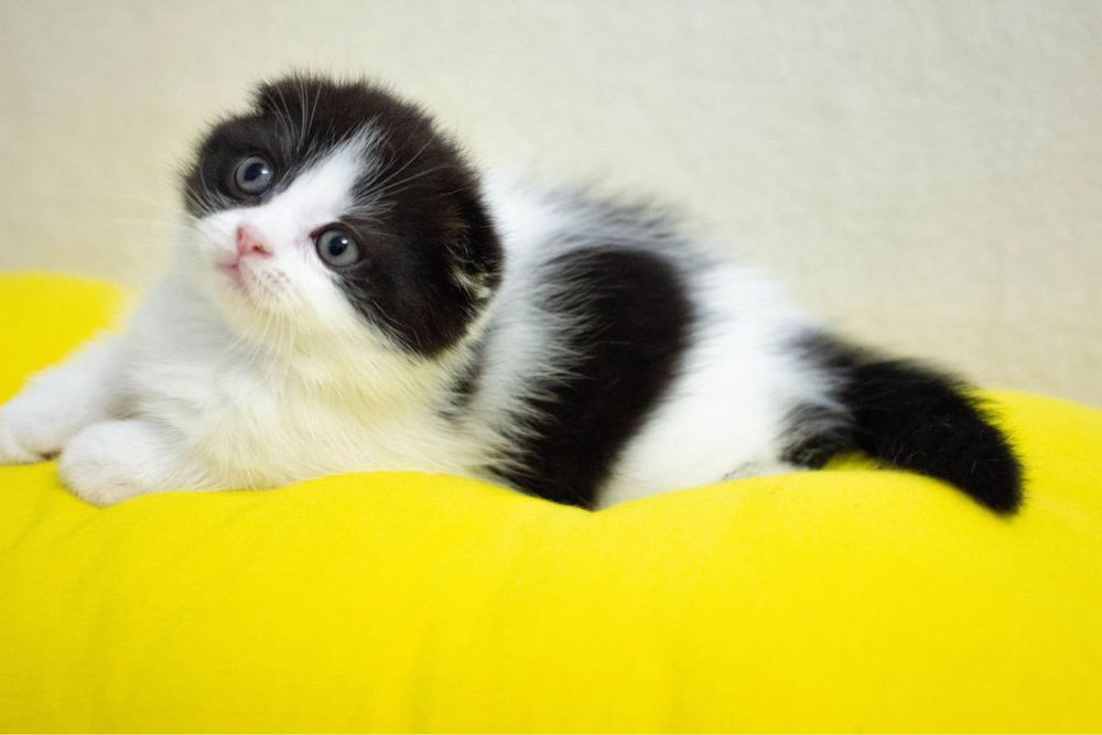 вислоушки малыши шотландские