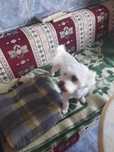 Donez Bichon maltez