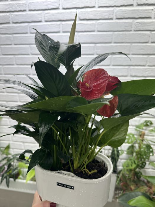 Комнатные растения доя дома и офиса.