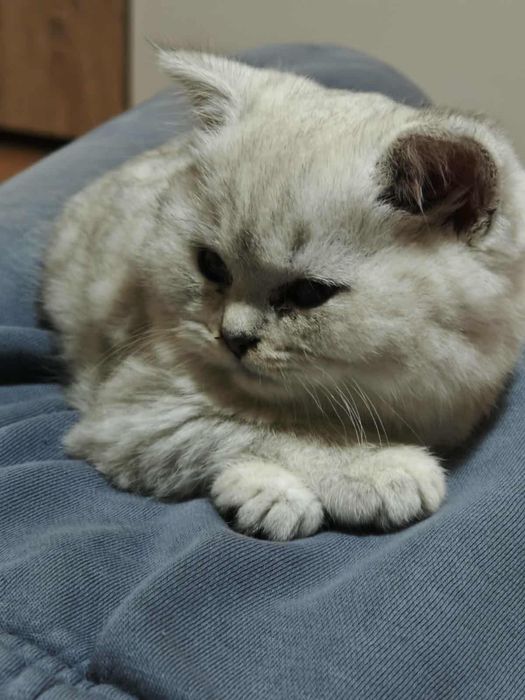 Сребърна чинчила