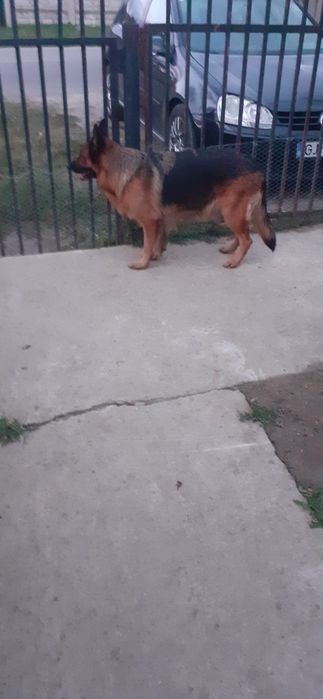 Donez catei Ciobanesc German