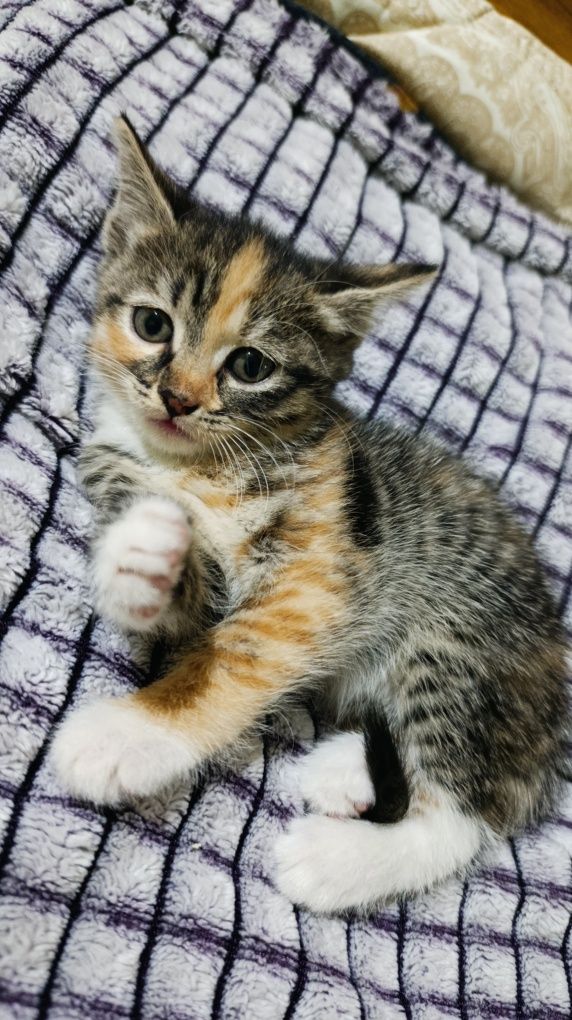 ласковые котятя срочно ищут дом