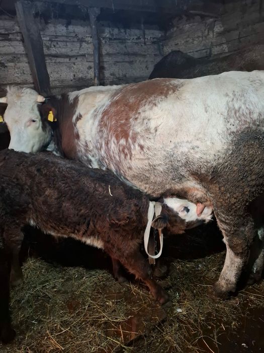 vaca de vanzare la prima fatare