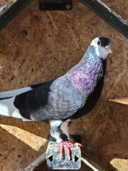 Jucători de birmingham