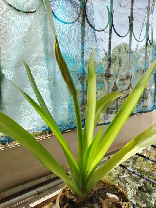 Панкрациум-белая лилия!