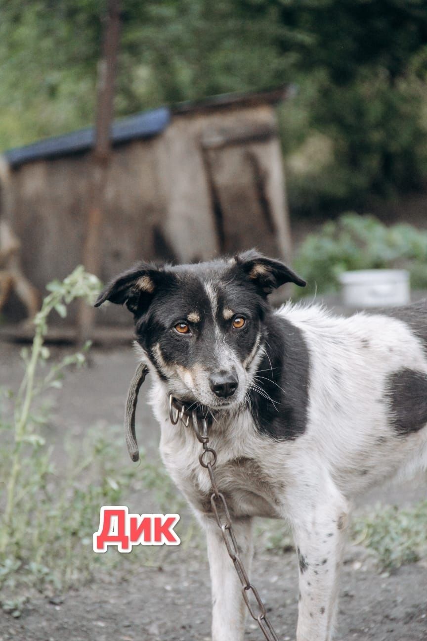 Дарю в добрые и ответственные руки