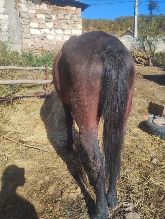 Vând cal de 10 ani