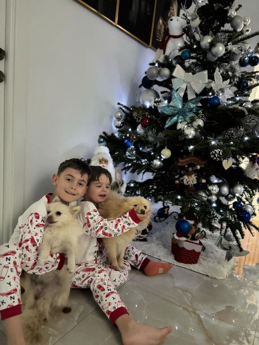 Caut stăpâni iubitori!!Suntem de rasa pomeranian și suntem 4 frățiori