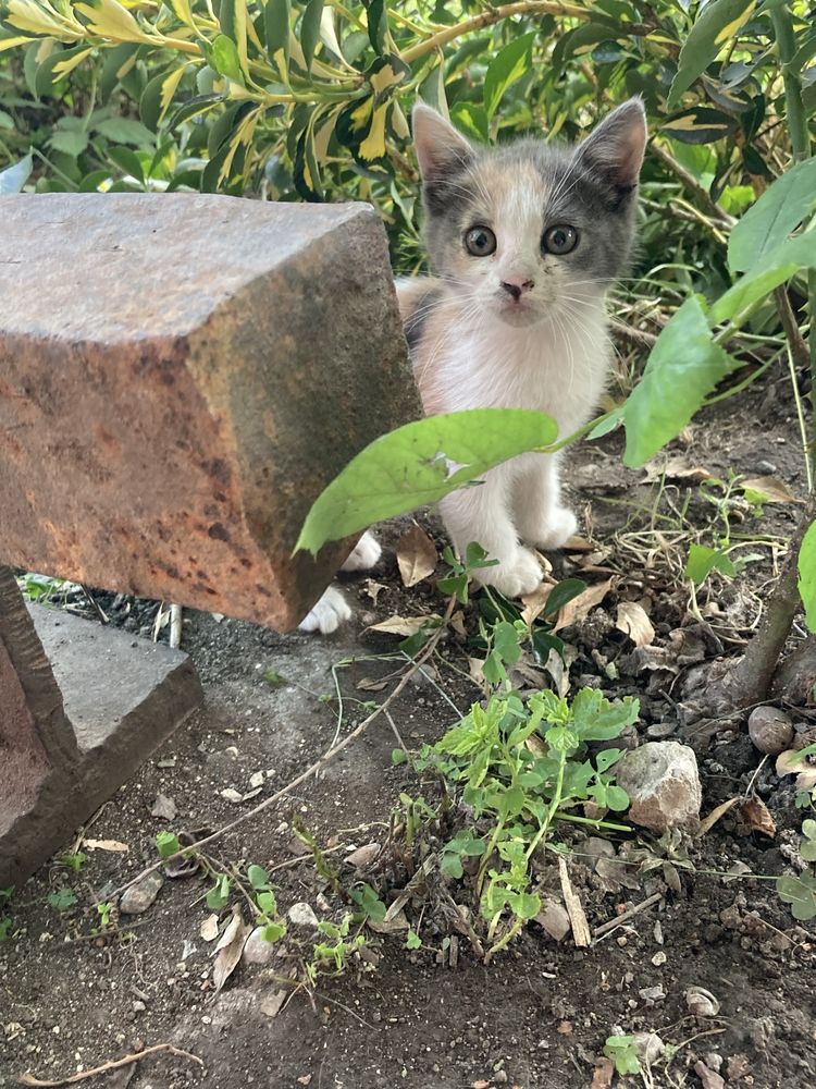 Подарявам котета