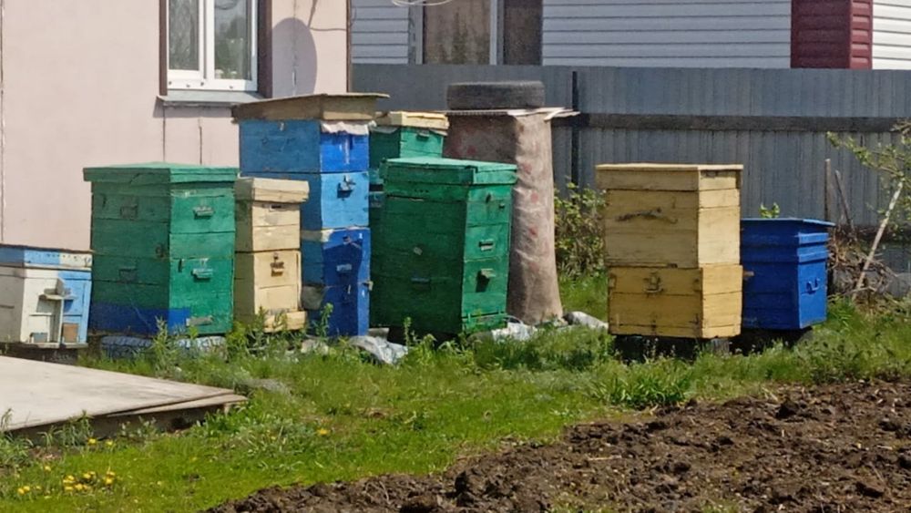 Продается улей для пчел