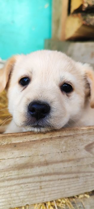 Donez 5 cățeluși adorabili – Județul Argeș 

Caut familii iubitoare