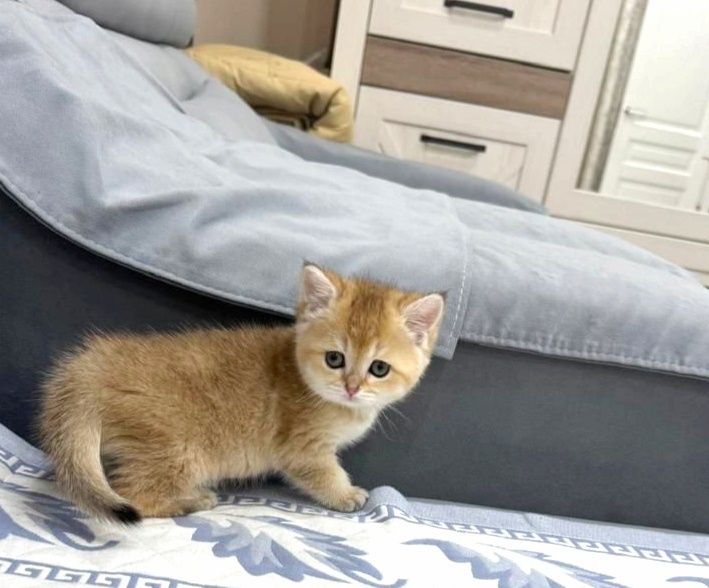 Шиншиллы серебро и золото британские