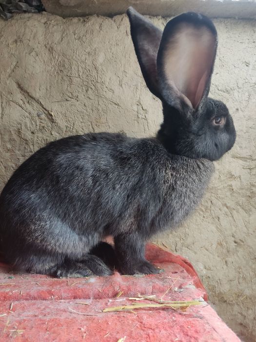 Flander samka sotiladi