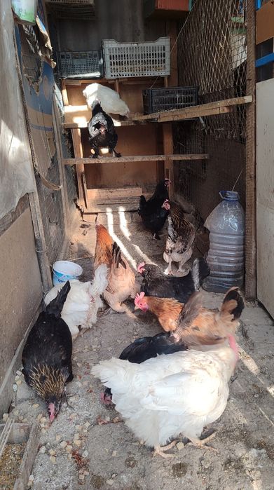 Товукла уйда бокилган