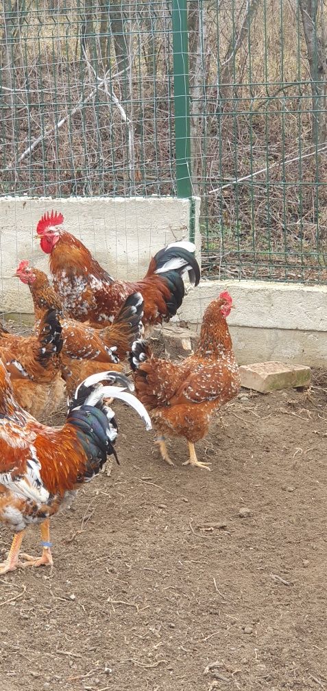 Pita pinta porțelan FAMILIE