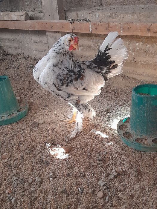 Жапон карлик бентамкалар