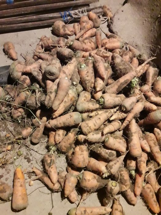 Sariq va qizil sabzi