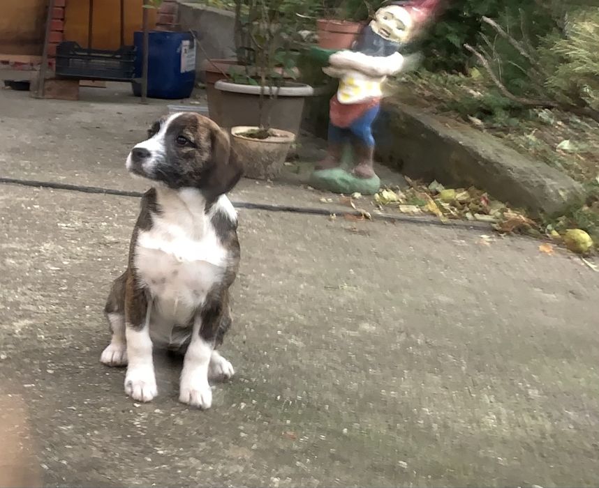 Donez pui dragalas din mama beagle