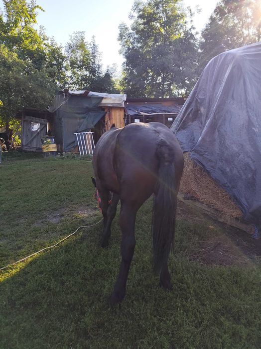 Armăsar de 1 an și două luni de vânzare