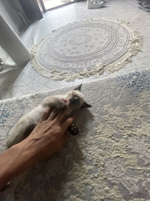Сиамская кошка 1 дона