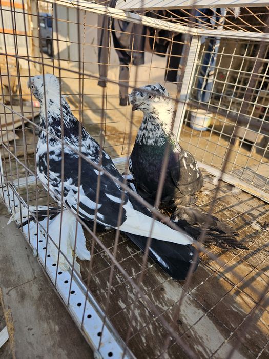 Голуби на продажу