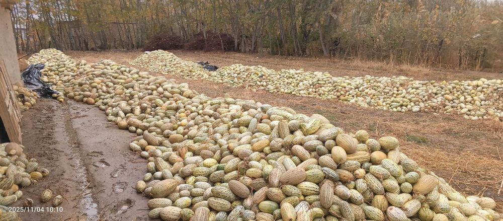 ем, корма, Ковун хом-пишик аралаш 200 ТОННА, Жиззах, Арнасойда