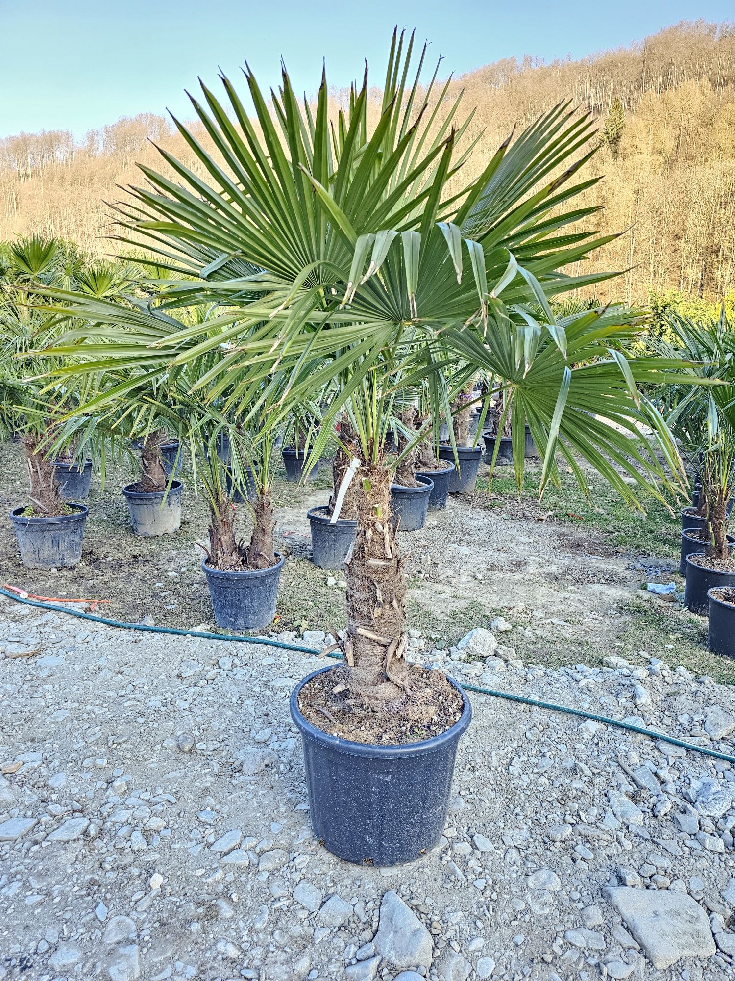 Palmieri • Maslini • yucca • leandrii • tuia • gard viu