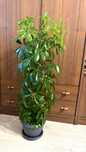 Arbore umbrela, Schefflera
