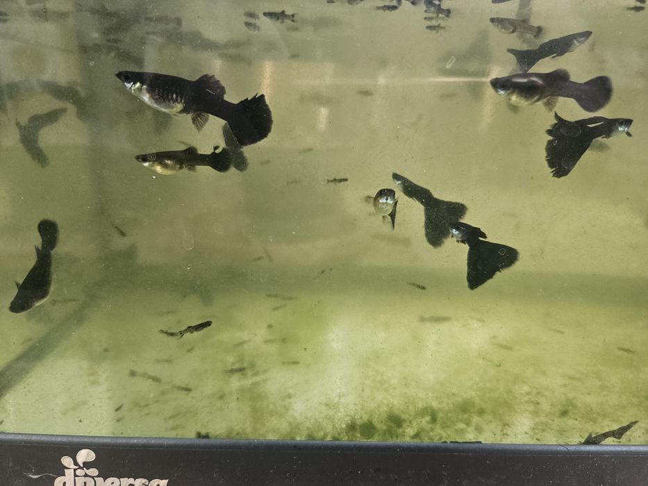 Pui Guppy negre Black moscow mix