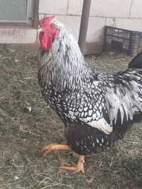 Familie de găini Wyandoote argintiu