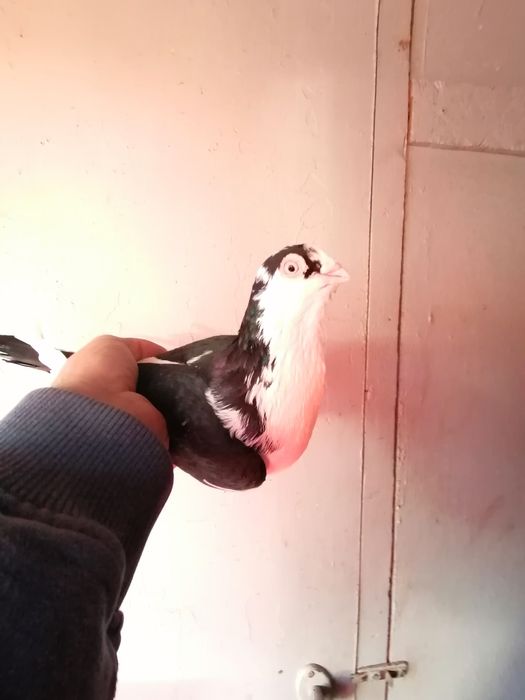 Porumbei  de vânzare