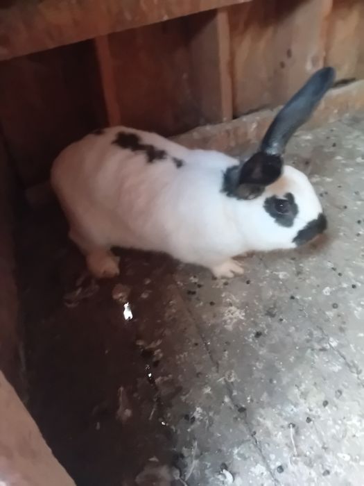 Vând/schimb fluture german