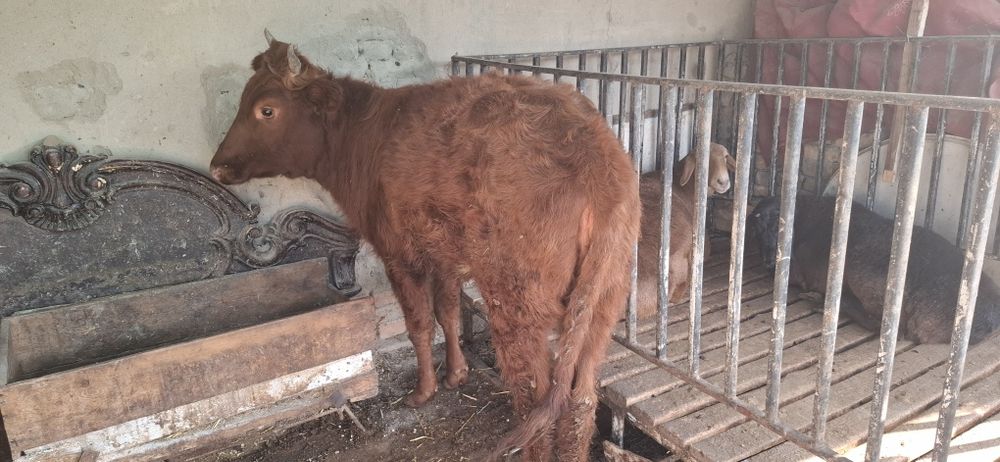 Гуножин соглом сотилади