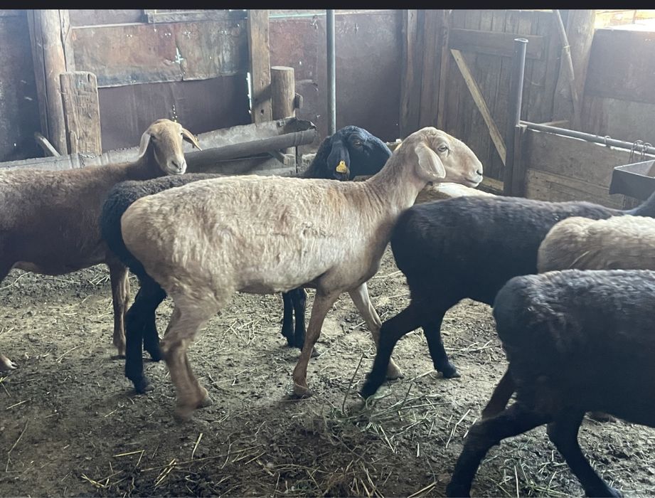 Койлар/Овцы/Баран/Бараны