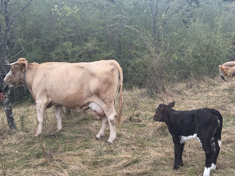 Vaca de vanzare cu vitea