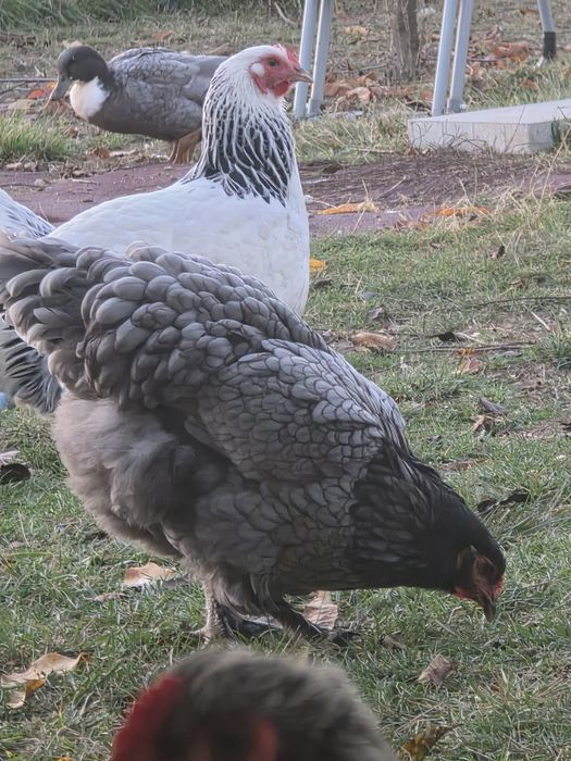 Brahma gaini diferite culori