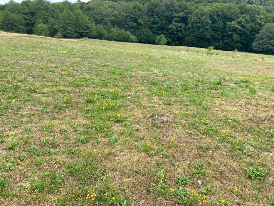 Vand teren Draghici !